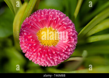 Fleur Macro tête d'un perensis avec daisy rose Bellis un centre jaune. Détails élevés close up image le jardin au printemps Banque D'Images