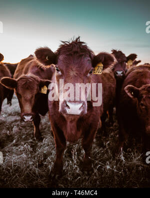 Un close up image de vaches sur un champ dans l'Alberta, Canada Banque D'Images