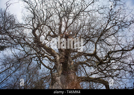 Vieux gros chêne arbre. Banque D'Images