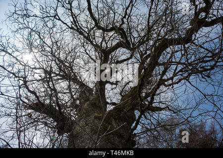 Vieux gros chêne arbre. Banque D'Images