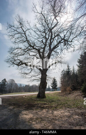 Vieux gros chêne arbre. Banque D'Images