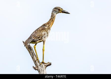 Aramus guarauna limpkin jeunes ou perché sur l'arbre, Laguna De Bacanao, Santiago de Cuba, Cuba Banque D'Images