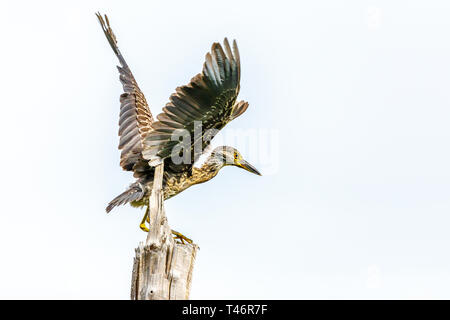 Aramus guarauna limpkin ou jeunes ailes réparties sur l'arbre, Laguna De Bacanao, Santiago de Cuba, Cuba Banque D'Images