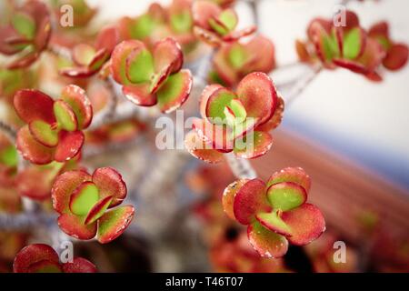 Echeveria elegans.Gem mexicain dans printemps pluvieux. Banque D'Images