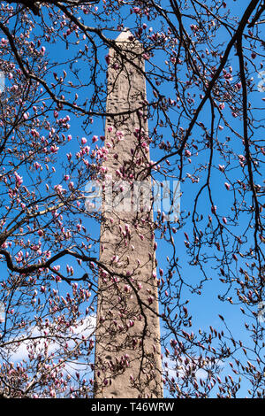 Cleopatra's Needle obélisque est entouré d'arbres de Magnolia qui fleurit au printemps, Central Park, NYC, USA Banque D'Images