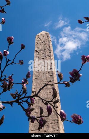 Cleopatra's Needle obélisque est entouré d'arbres de Magnolia qui fleurit au printemps, Central Park, NYC, USA Banque D'Images