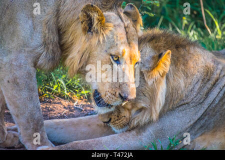 Couple de lions qui se blottir à l'ombre Banque D'Images