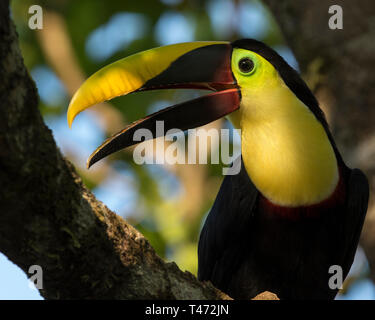 Toucan Costa Rica, châtaigne Mandibled Toucan, la baie Drake, péninsule d'Osa la faune. Ramphastos ambiguus swainsonii Banque D'Images