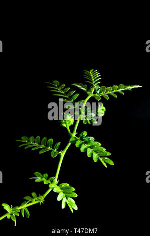 Petit caltrops et mauvaises herbes Feuilles, plante fraîcheur isolé sur fond noir Banque D'Images