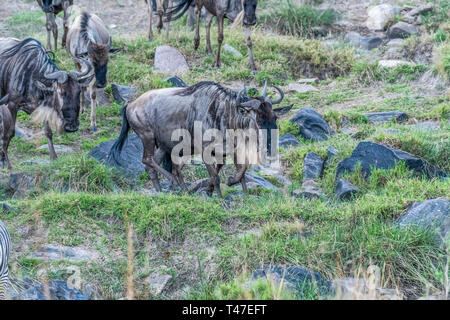 Gnous et zèbres traversant la terre sèche pendant la saison de migration de Maasai Mara Banque D'Images