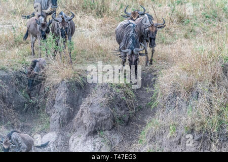 Gnous et zèbres traversant la terre sèche pendant la saison de migration de Maasai Mara Banque D'Images