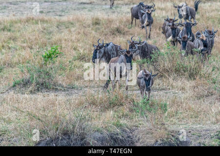 Gnous et zèbres traversant la terre sèche pendant la saison de migration de Maasai Mara Banque D'Images