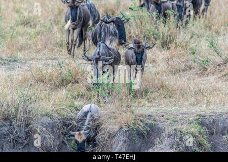 Gnous et zèbres traversant la terre sèche pendant la saison de migration de Maasai Mara Banque D'Images