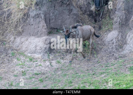 Gnous et zèbres traversant la terre sèche pendant la saison de migration de Maasai Mara Banque D'Images