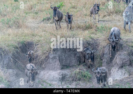 Gnous et zèbres traversant la terre sèche pendant la saison de migration de Maasai Mara Banque D'Images