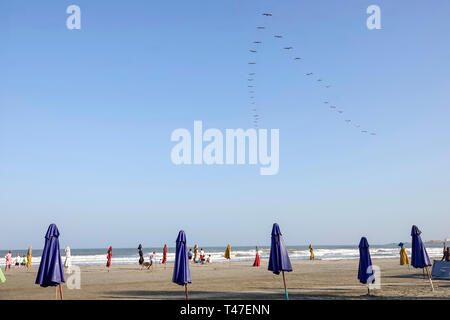 Cartagena Colombie,Bocagande,public Caribbean Sea Beach,vol d'oiseaux flock formation V,parapluies,tôt le matin,sable,COL190122008 Banque D'Images