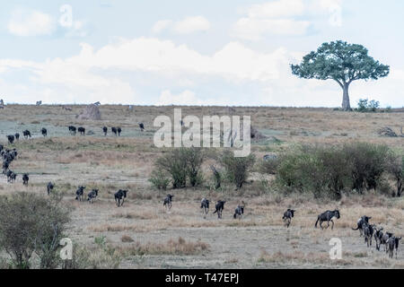 Gnous et zèbres traversant la terre sèche pendant la saison de migration de Maasai Mara Banque D'Images