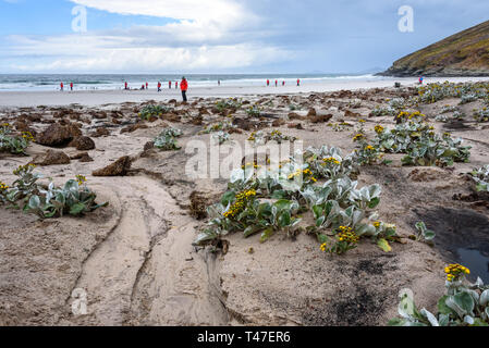 Destination touristique, paysage West Falkland Island scène de plage avec mer jaune le chou, les gens qui regardent les pingouins au bord de l'eau, des îles Malouines Banque D'Images