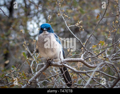 Jay mexicain dans les montagnes Chiso, Big Bend National Park Banque D'Images