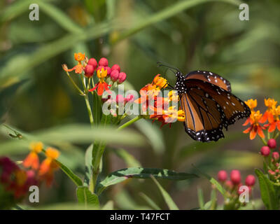 Les papillons monarques se nourrissent de flotteurs à Austin, au Texas Banque D'Images