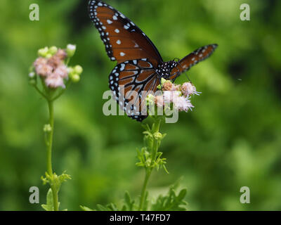 Les papillons monarques se nourrissent de flotteurs à Austin, au Texas Banque D'Images