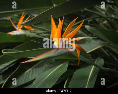 Oiseau de Paradis fleurit dans un jardin botanique Banque D'Images