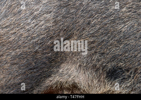 Fermer. haut de la texture de la peau, de sanglier (Sus scrofa) Banque D'Images