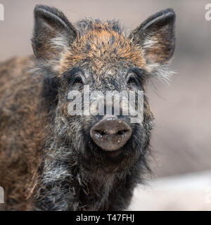 Portrait sanglier mâle dans la forêt, (Sus scrofa) Banque D'Images