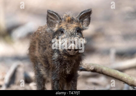 Le Sanglier mâle dans la forêt, (Sus scrofa) Banque D'Images