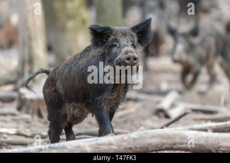 Le Sanglier mâle dans la forêt, (Sus scrofa) Banque D'Images