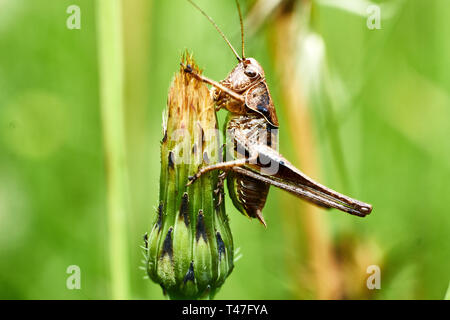 La macro photographie de criquets sur feuille verte dans la forêt, une sauterelle insecte plante avec de longues pattes postérieures qui sont utilisés pour le saut Banque D'Images