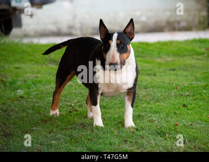 L'Elsa English Bull Terrier Banque D'Images