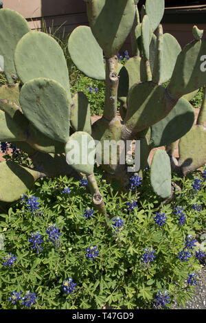 Texas bluebonnets et cactus à la poire épineuse Banque D'Images