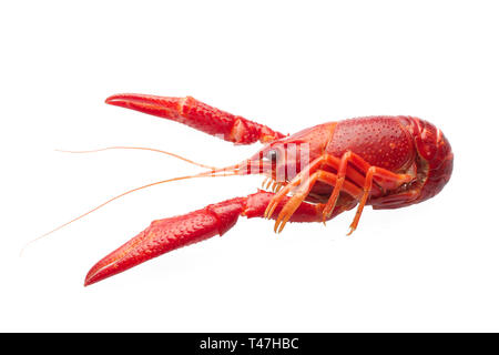 La langouste rouge bouilli isolé sur fond blanc Banque D'Images