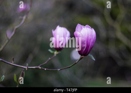 Les fleurs et les bourgeons de magnolia ouverture dans le ressort, sous-famille de la famille Magnoliaceae Magnolioideae Banque D'Images