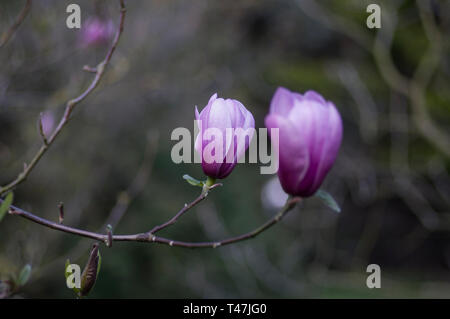 Les fleurs et les bourgeons de magnolia ouverture dans le ressort, sous-famille de la famille Magnoliaceae Magnolioideae Banque D'Images
