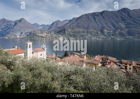 Oliveraie et Carzano village de Monte Isola, le lac d'Iseo, Lombardie, Italie Banque D'Images