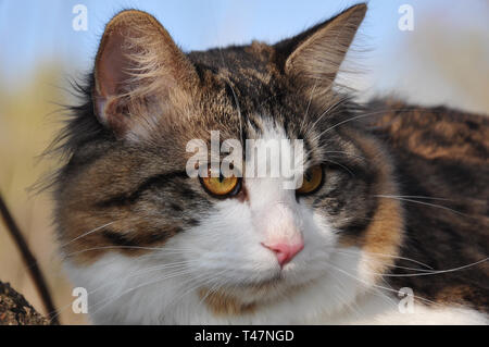 Bobtail Kouriles ressemble. Portrait d'une belle fluffy cat close-up. Banque D'Images