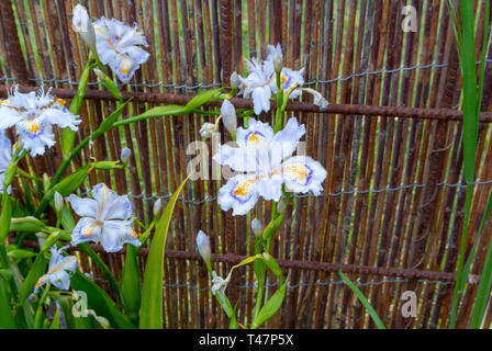 Iris japonica, iris,shaga,fleur papillon Banque D'Images