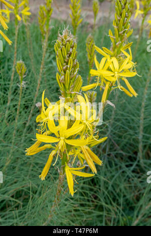 Asphodeline lutea rois,jaune,lance asphodel,bâton de Jacob Banque D'Images