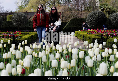 Les gens passent devant la floraison des tulipes en Hollande Park, Londres. Banque D'Images