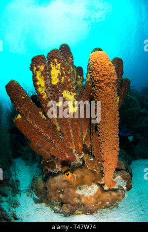 Paysages de corail, jaune (Aplysina fistularis éponge tube)et Aplysina fistularis coral fire los Roques - Venezuela Banque D'Images