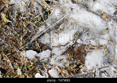 De l'herbe sèche sous la glace dans la forêt au printemps. Abstract natural background Banque D'Images