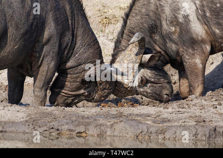 Les buffles d'Afrique (Syncerus caffer), deux mâles adultes combat à un étang, Kruger National Park, Afrique du Sud, l'Afrique Banque D'Images