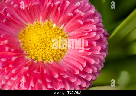 Fleur Macro tête d'un perensis avec daisy rose Bellis un centre jaune. Détails élevés close up image le jardin au printemps Banque D'Images