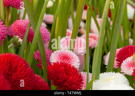 Printemps fleurs daisy close up avec les couleurs rouge et rose. Bellis perensis les plantes et daisy green shoots dans soleil du soir. Banque D'Images