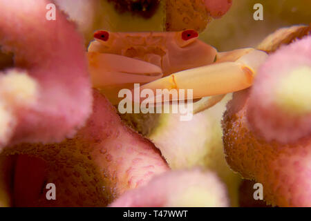 Le Corail Rouge (crabe Trapezia cymodoce) prenant en Mer Rouge, Egypte. Banque D'Images