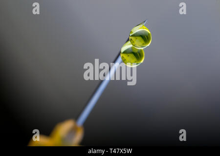 Photo macro d'une seringue avec aiguille gouttes de médicaments Banque D'Images