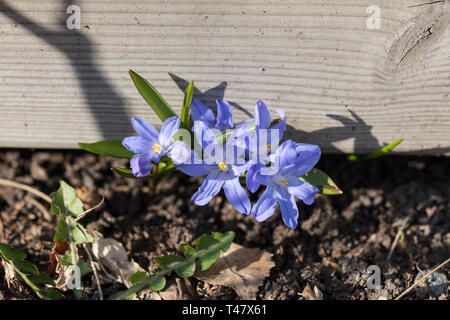 Chionodoxa forbesii Banque D'Images