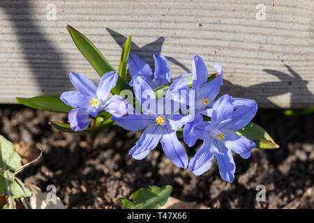 Chionodoxa forbesii Banque D'Images